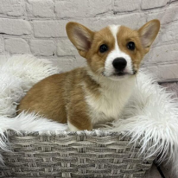 Pembroke Welsh Corgi-DOG-Male-Sable / White-8902-Petland Monroeville, PA