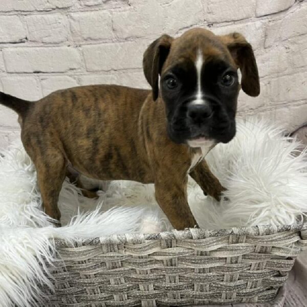 Boxer-DOG-Male-Brindle-8903-Petland Monroeville, PA