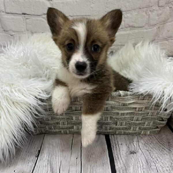 Pembroke Cardigan Corgi-DOG-Male-Red Black and White-8898-Petland Monroeville, PA