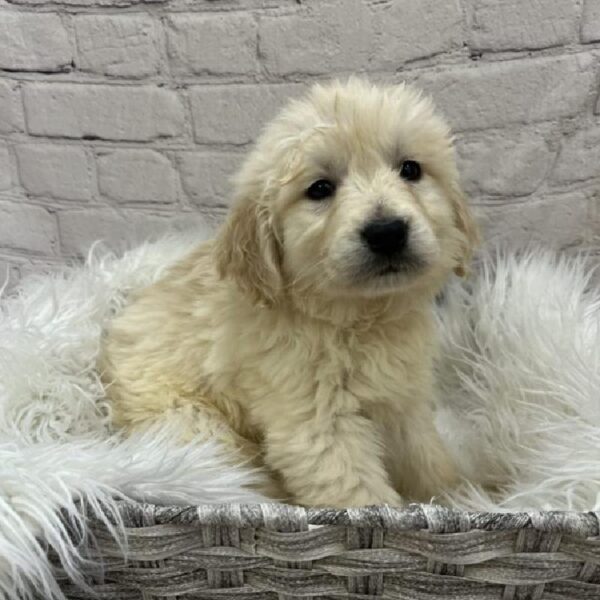 Golden Retriever-DOG-Male-Light Golden-8901-Petland Monroeville, PA