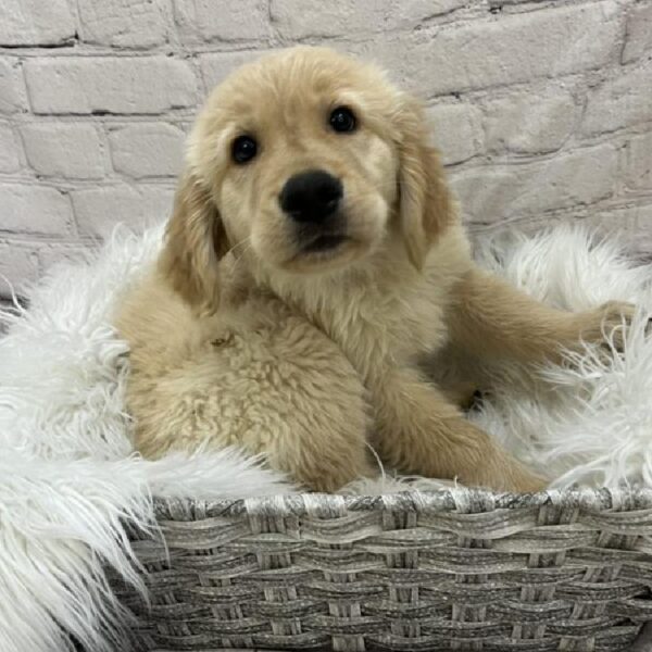 Golden Retriever-DOG-Male-Light Golden-8896-Petland Monroeville, PA
