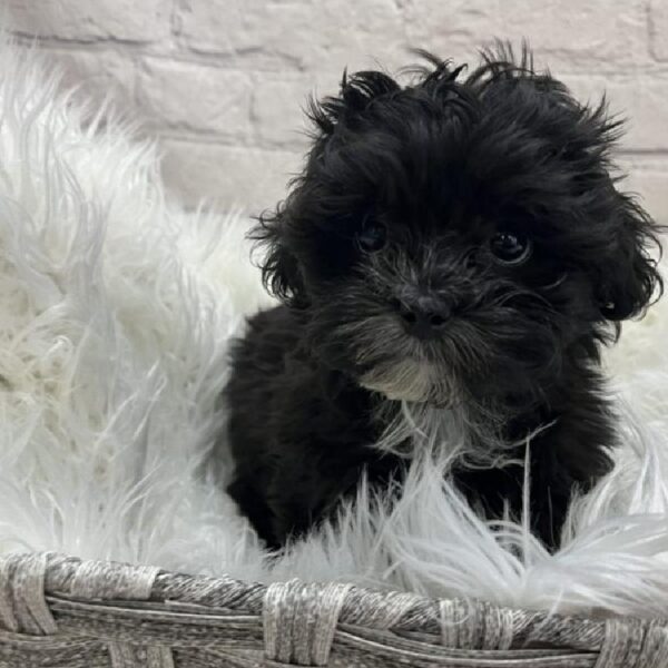 Shih-poo-DOG-Female-Black-8919-Petland Monroeville, PA