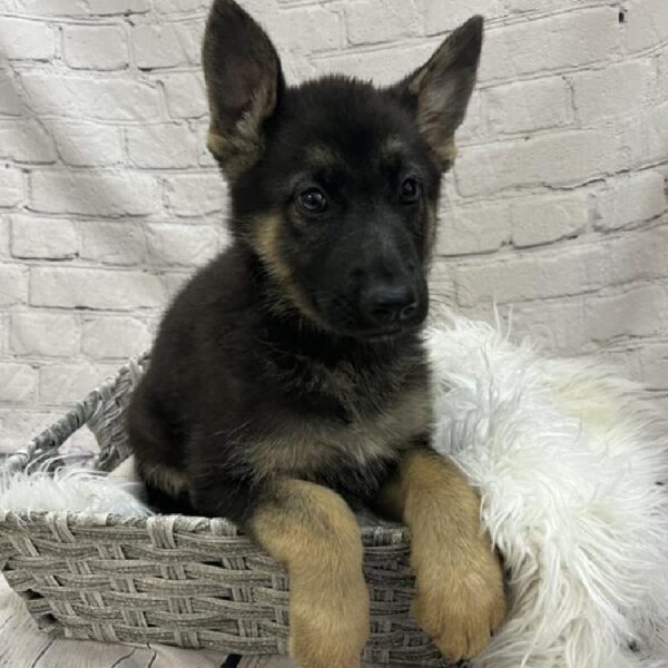 German Shepherd-DOG-Female-Black and Tan-8917-Petland Monroeville, PA