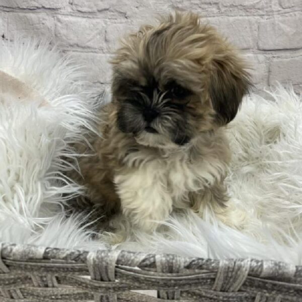 Shih Tzu-DOG-Male-Gold and White-8920-Petland Monroeville, PA