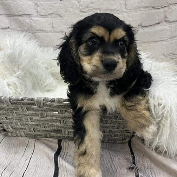 Cock A Poo 2nd Gen-DOG-Male-Chocolate and Tan-8921-Petland Monroeville, PA