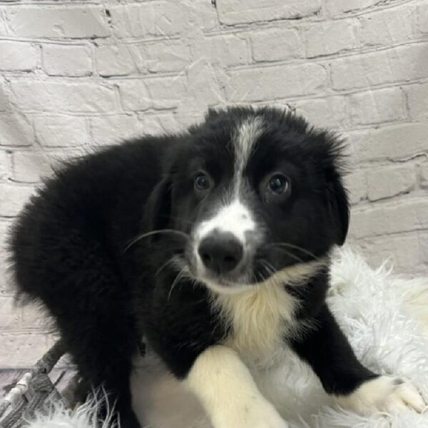 Australian Shepherd-DOG-Female-Black and White-8922-Petland Monroeville, PA