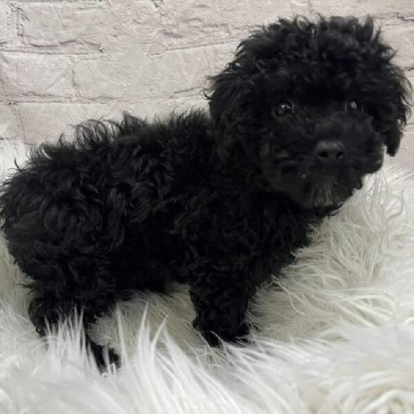 Bichon- Poo-DOG-Female-Black-8918-Petland Monroeville, PA