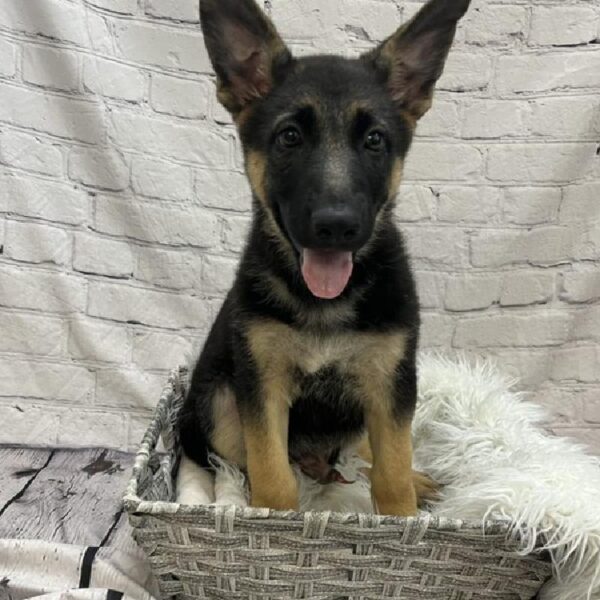 German Shepherd-DOG-Male-Black and Tan-8916-Petland Monroeville, PA