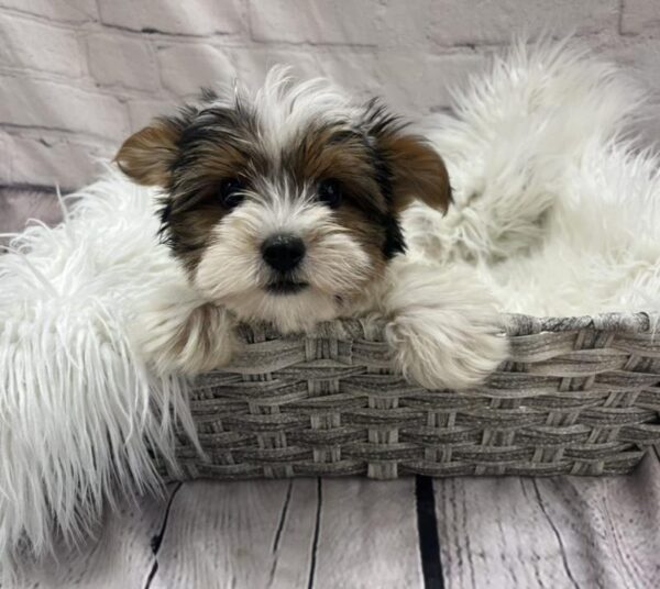 Yorkie-DOG-Female-Prti-8926-Petland Monroeville, PA