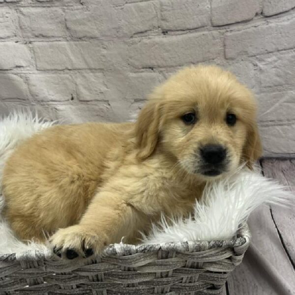 Golden Retriever-DOG-Female-Golden-8930-Petland Monroeville, PA