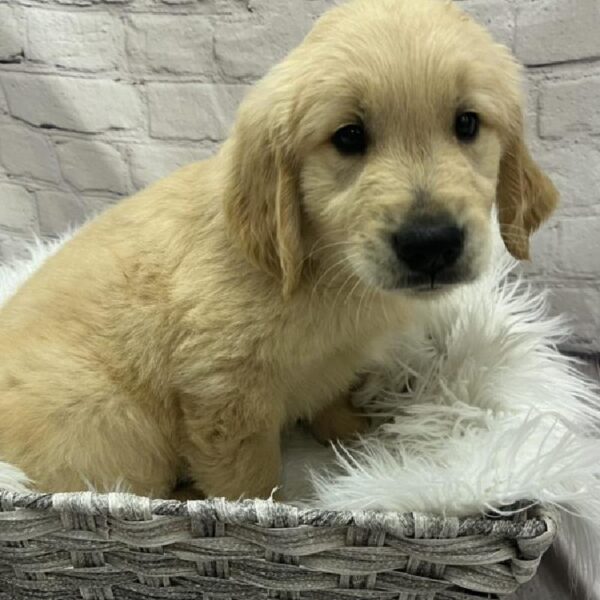 Golden Retriever-DOG-Male-Golden-8929-Petland Monroeville, PA