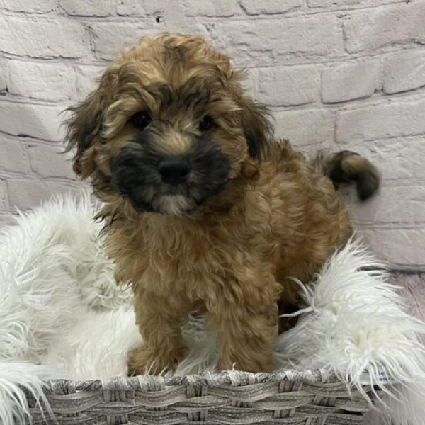 Whoodle-DOG-Male-Wheaten-8933-Petland Monroeville, PA