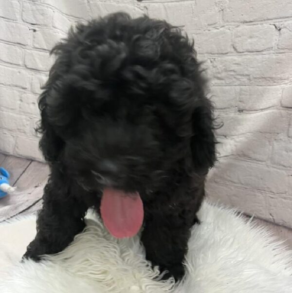 Mini Poodle-Tibetan Mastiff-DOG-Male-Black-8927-Petland Monroeville, PA