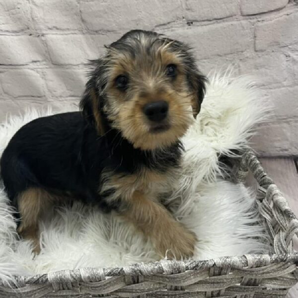 Yorkie-DOG-Male-Black / Tan-8925-Petland Monroeville, PA