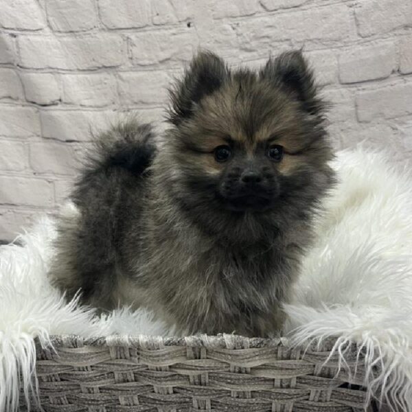 Pomeranian-DOG-Female-Wolf Sable-8928-Petland Monroeville, PA