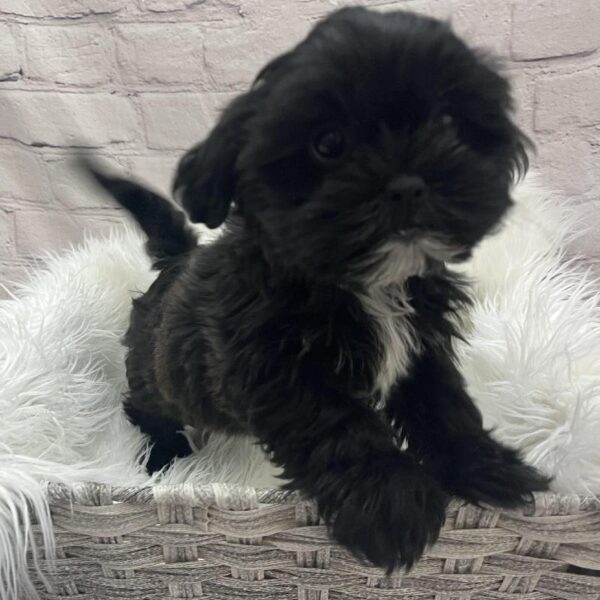 ShizaPoo-DOG-Female-Black-8932-Petland Monroeville, PA