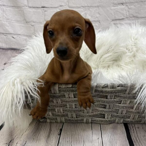 Dachshund-DOG-Female-Red-8947-Petland Monroeville, PA
