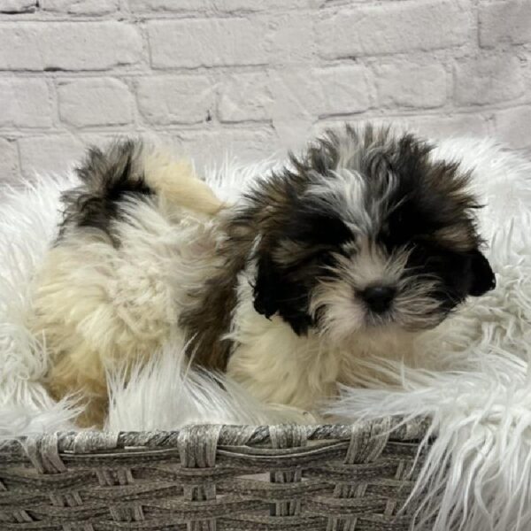 Shih Tzu-DOG-Male-Brindle and White-8948-Petland Monroeville, PA