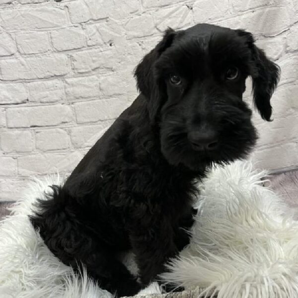 Giant Schnauzer-DOG-Male-Black-8949-Petland Monroeville, PA