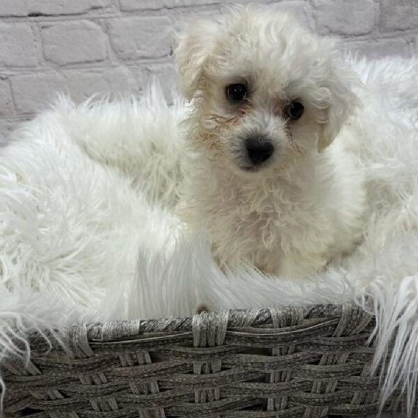 Bichon-DOG-Male-White-8950-Petland Monroeville, PA