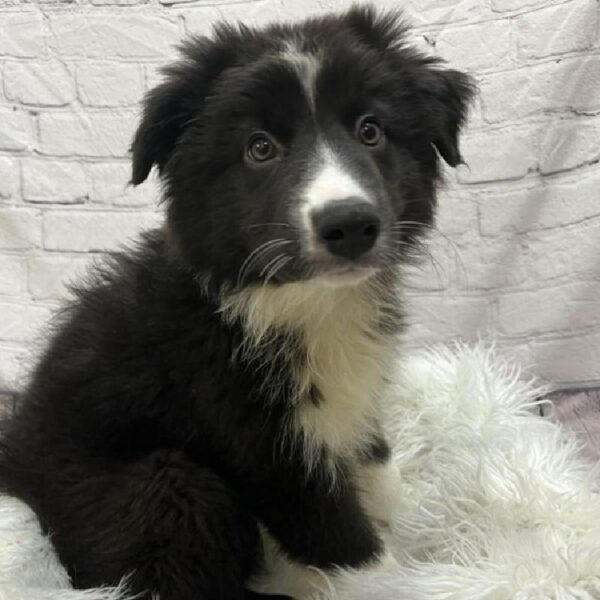 Australian Shepherd-DOG-Male-Black and White-8944-Petland Monroeville, PA