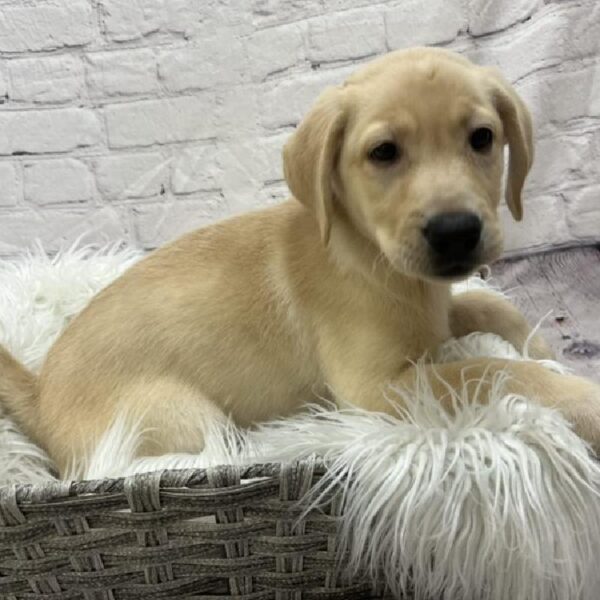 Labrador Retriever-DOG-Female-Yellow-8946-Petland Monroeville, PA