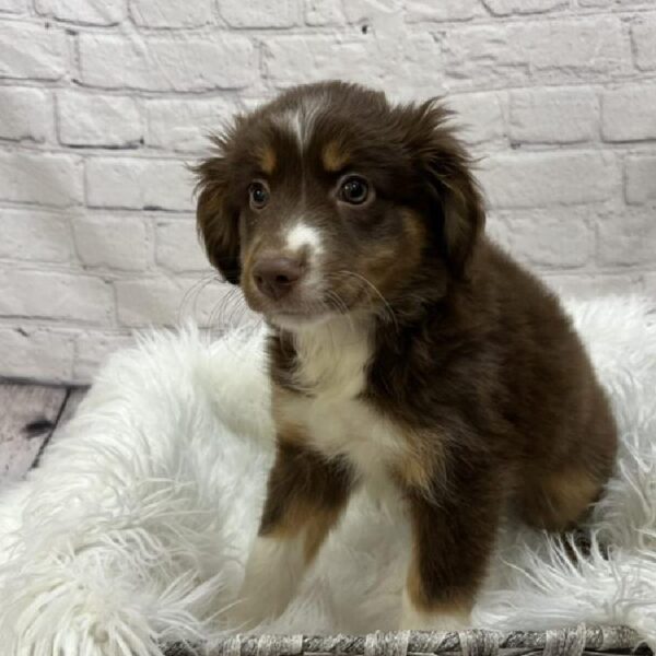 Miniature American Shepherd-DOG-Female-Red-8945-Petland Monroeville, PA