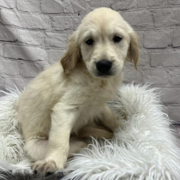 Golden Retriever-DOG-Female-Light Golden-8936-Petland Monroeville, PA