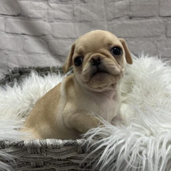 Pug-DOG-Male-Cream-8937-Petland Monroeville, PA