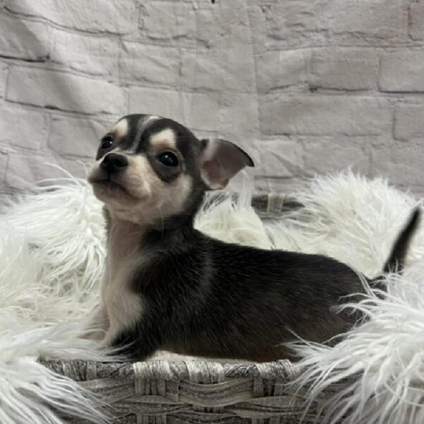 Chihuahua-DOG-Male-Black / Tan-8935-Petland Monroeville, PA