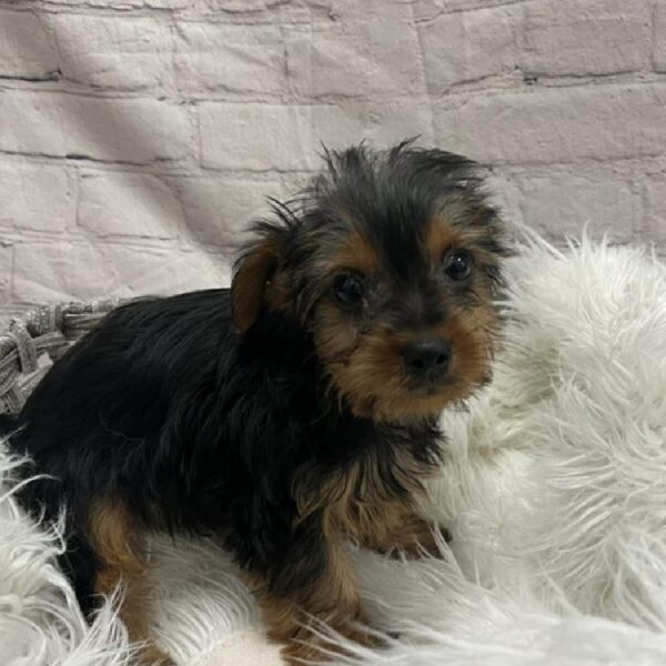Yorkie-DOG-Male-Black / Tan-8934-Petland Monroeville, PA