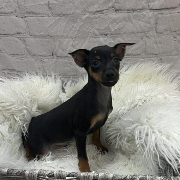 Min Pin-DOG-Male-Black / Tan-8978-Petland Monroeville, PA