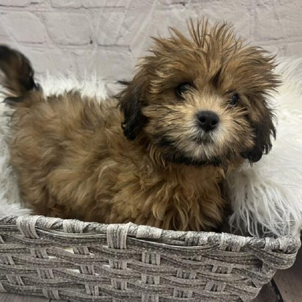 ShizaPoo-DOG-Female-Red-8980-Petland Monroeville, PA