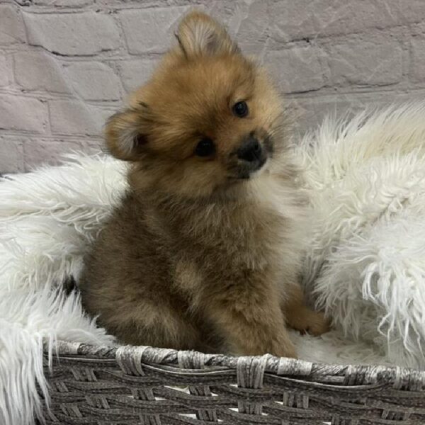 Pomeranian-DOG-Male-Orange Sable-8979-Petland Monroeville, PA