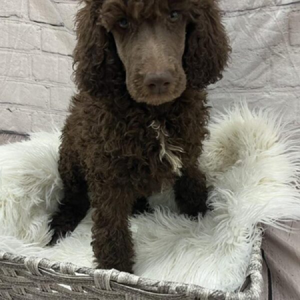 Standard Poodle-DOG-Female-Brown-8976-Petland Monroeville, PA