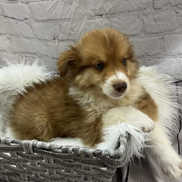 Miniature Australian Shepherd-DOG-Female-Red and White-8975-Petland Monroeville, PA