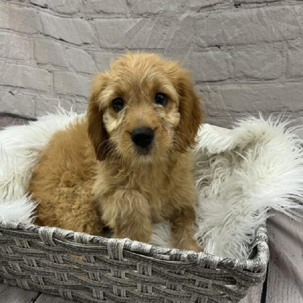 Mini Goldendoodle-DOG-Male-Golden-8973-Petland Monroeville, PA