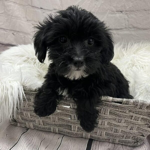 Yorkie-Poo-DOG-Female-Black-8974-Petland Monroeville, PA
