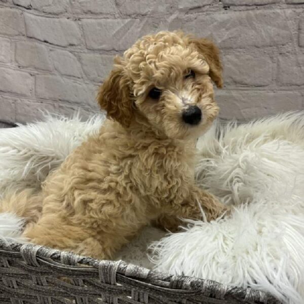 Bichon- Poo-DOG-Male-Cream-8969-Petland Monroeville, PA