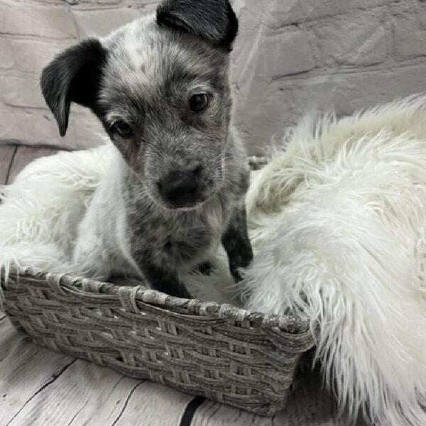 Australian Cattle Dog-DOG-Male-Blue Speckled-8965-Petland Monroeville, PA