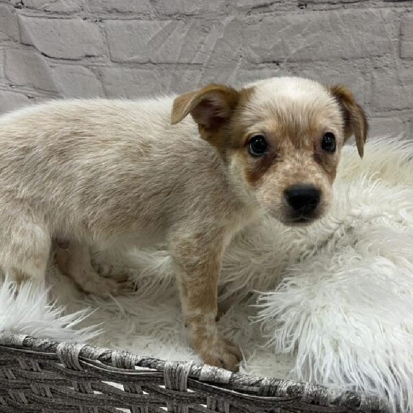 Australian Cattle Dog-DOG-Male-Red Speckled-8967-Petland Monroeville, PA