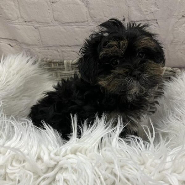 ShizaPoo-DOG-Male-Black / Tan-8986-Petland Monroeville, PA