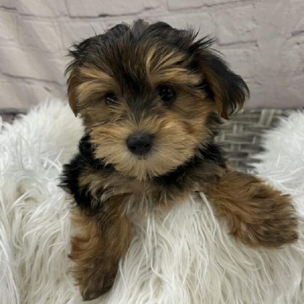 Morkie-DOG-Male-Black / Tan-8987-Petland Monroeville, PA