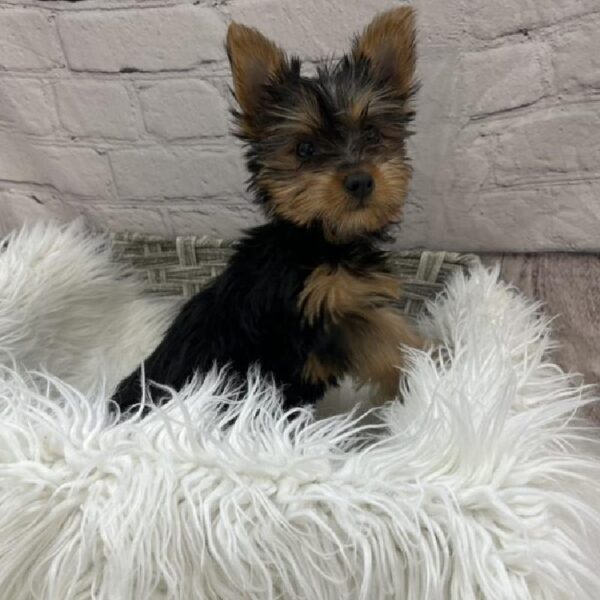 Silky Terrier-DOG-Male-Black / Tan-8990-Petland Monroeville, PA