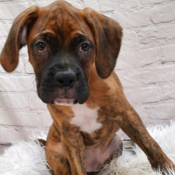 Boxer-DOG-Male-Brindle-9002-Petland Monroeville, PA