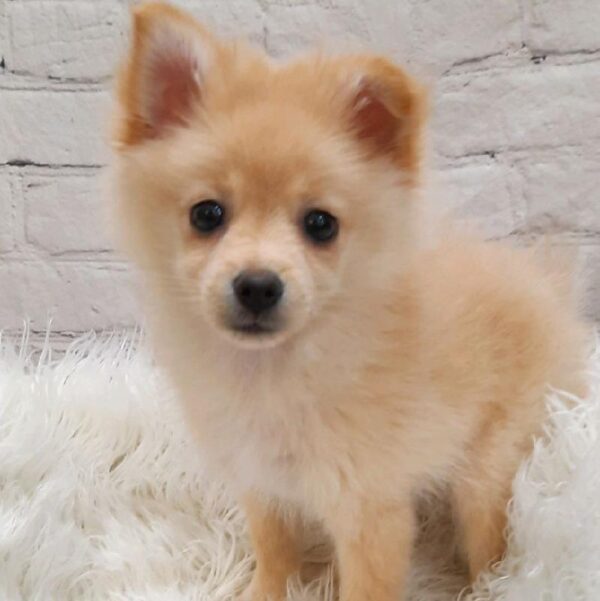 Pomeranian-DOG-Female-Orange-9001-Petland Monroeville, PA