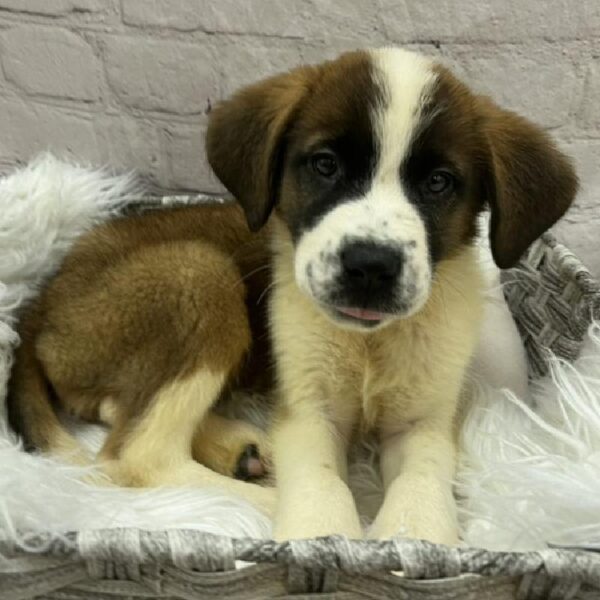 Saint Bernard-DOG-Female-Mahogany / White-9023-Petland Monroeville, PA