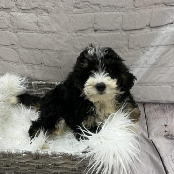 Mini Bernedoodle-DOG-Male-Black White / Tan-9024-Petland Monroeville, PA