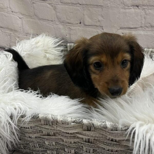 Dachshund-DOG-Female-Red-9027-Petland Monroeville, PA