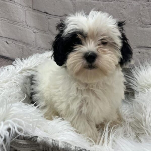 Shih-poo-DOG-Female-Black and White-9026-Petland Monroeville, PA